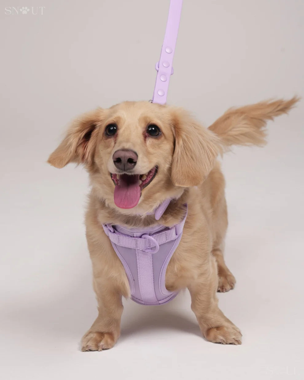 Harness Walk set