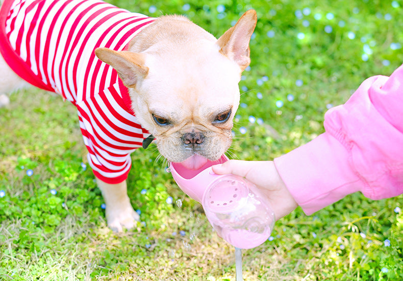 dog water bottle