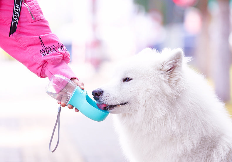 easy to carry bulldog water bottle