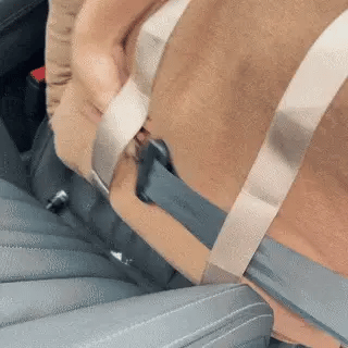 Keeping Your Dog Safe & Stable