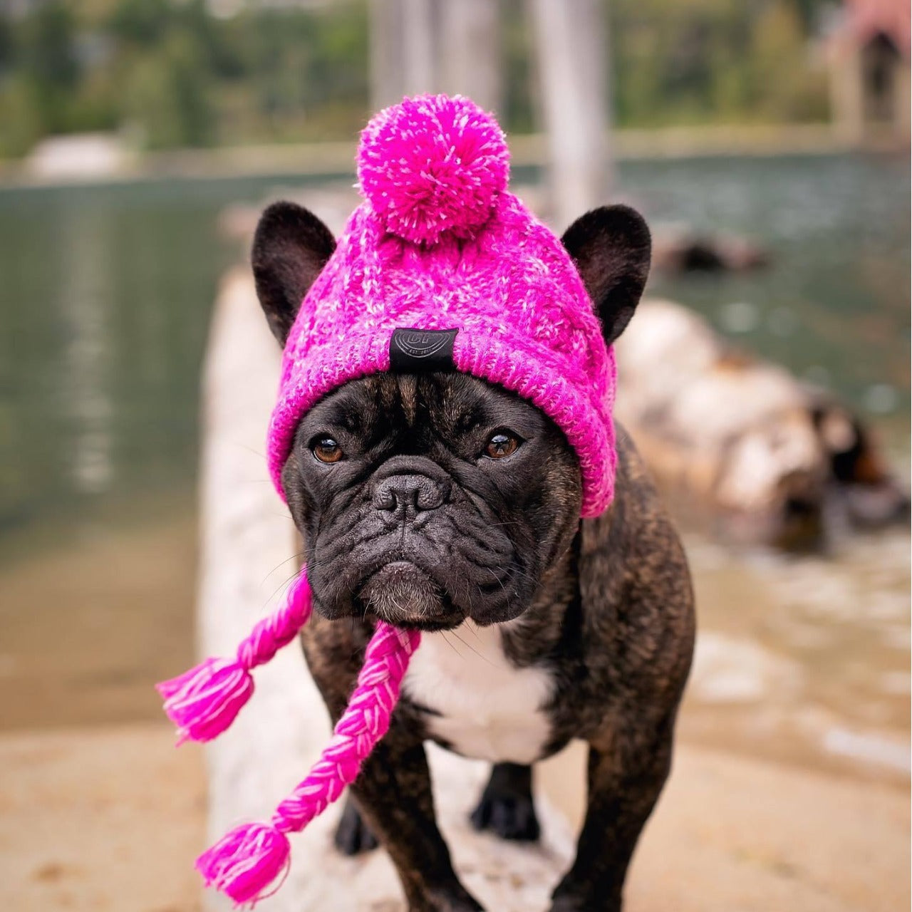 Windproof Wool Winter Cap for French Bulldogs