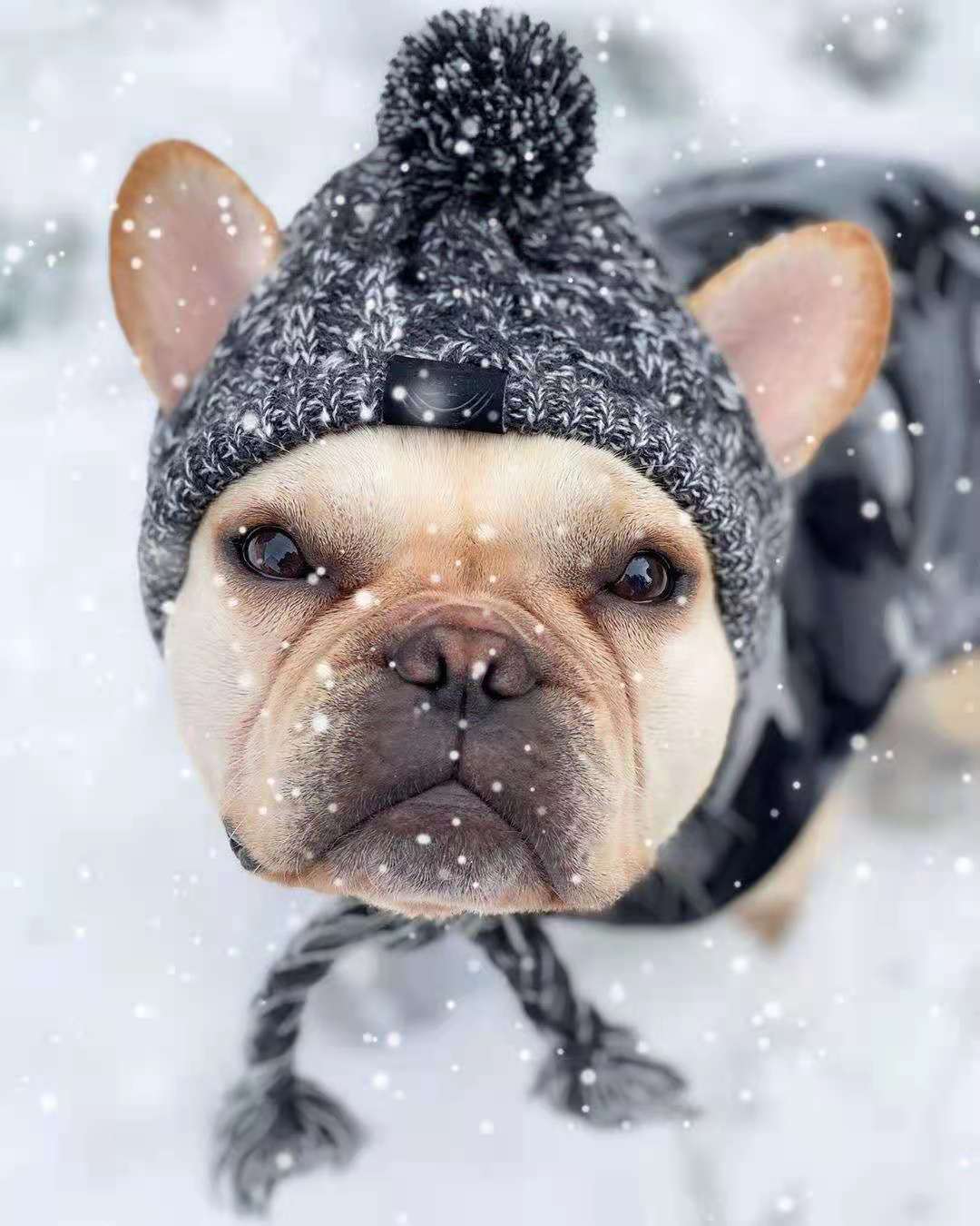 Windproof Wool Winter Cap for French Bulldogs