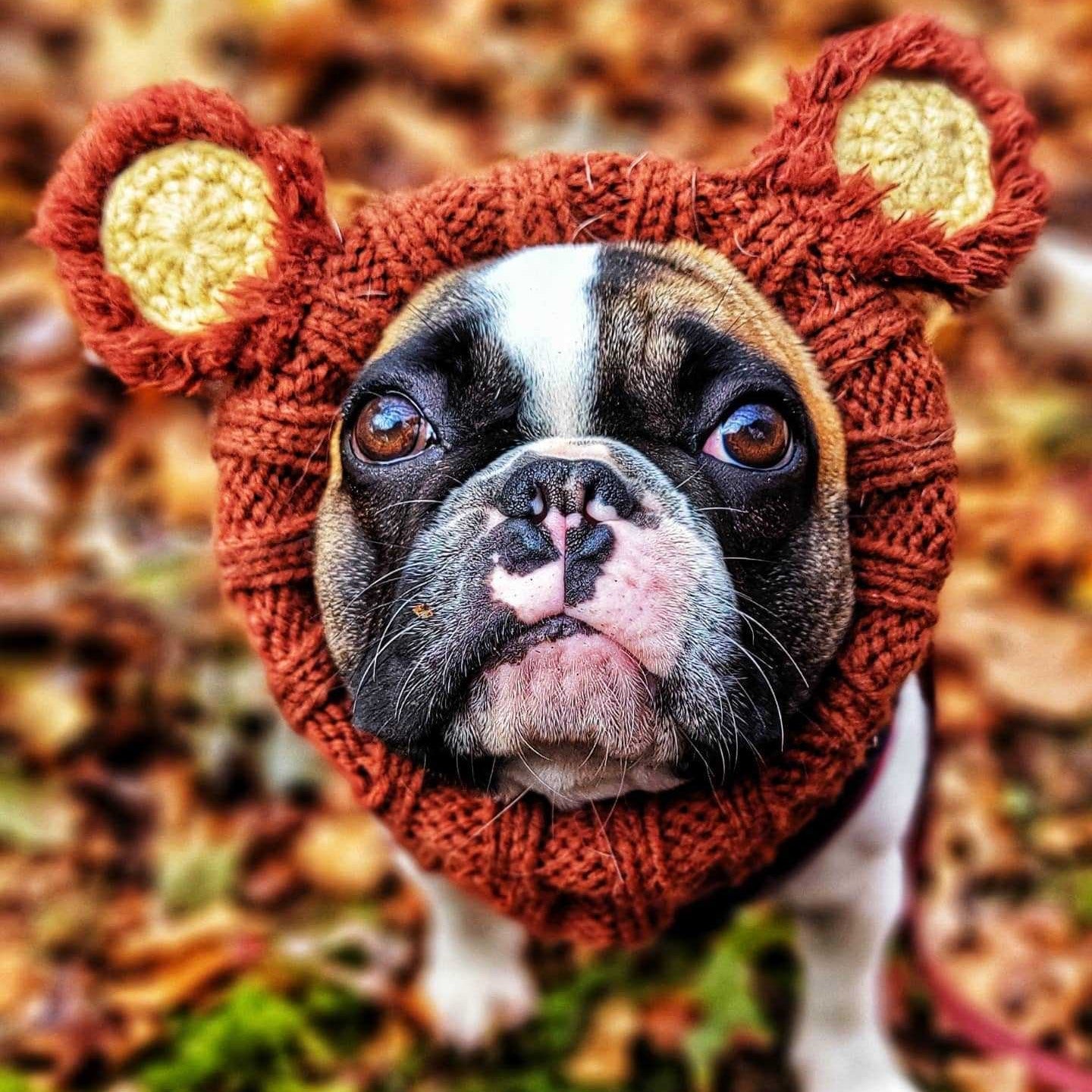 Bulldog Christmas Hat