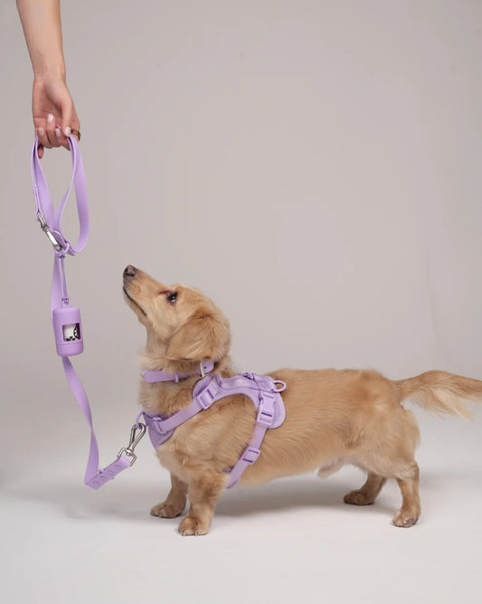 Harness Walk set